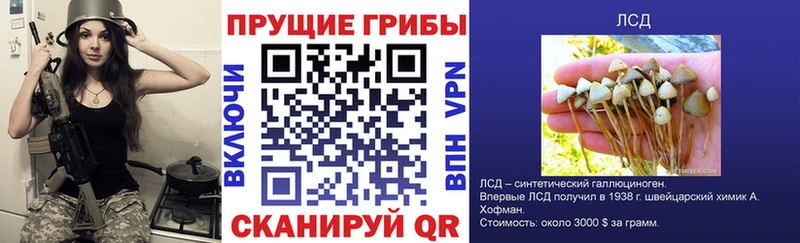 Псилоцибиновые грибы Psilocybine cubensis  Кимры 
